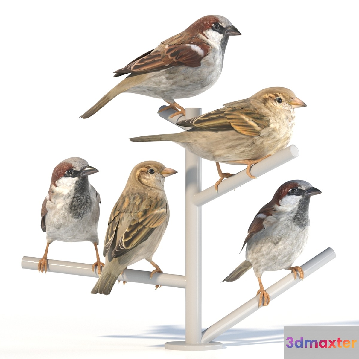 House Sparrow _ 2 - No.4