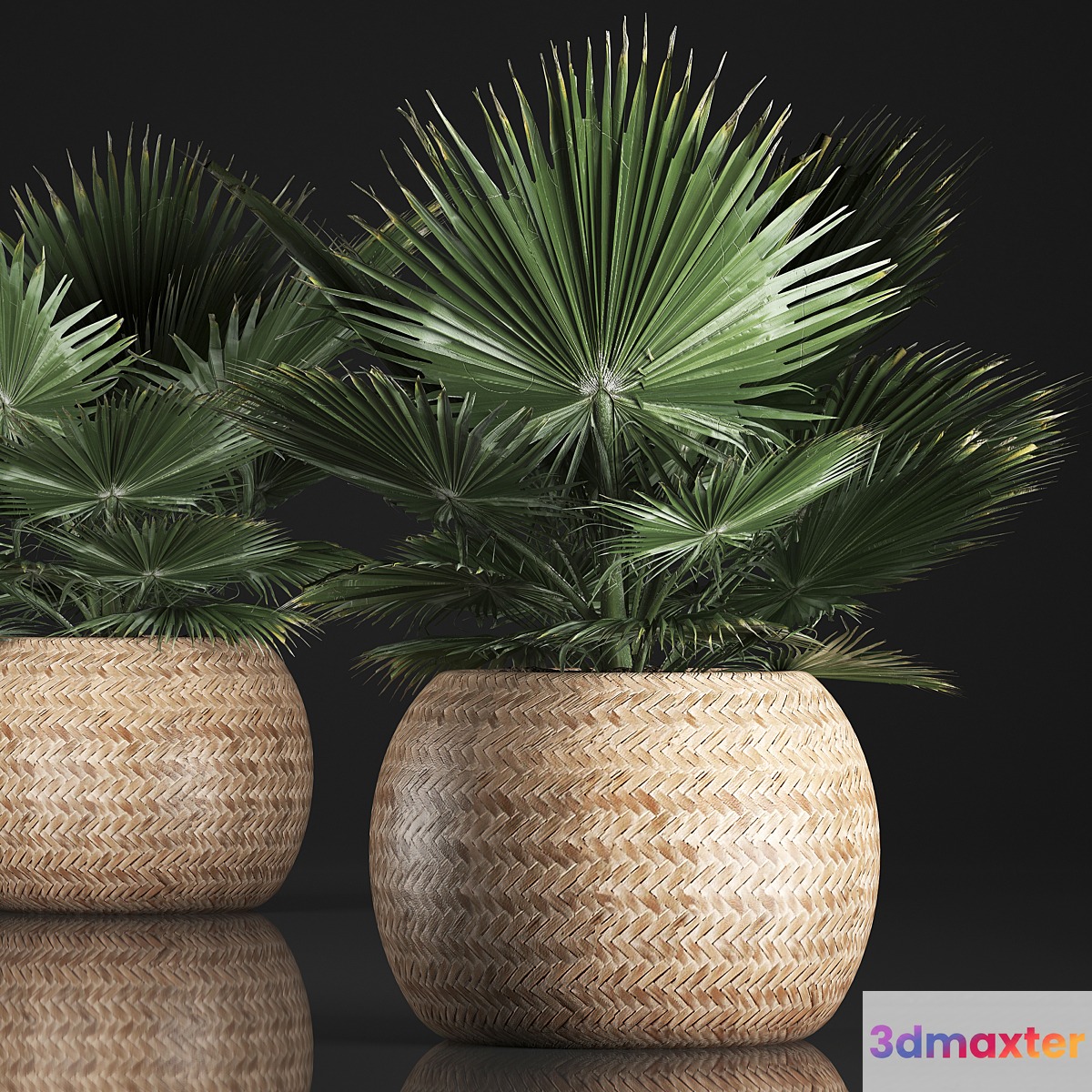 Fan palm in a basket 339. Interior palm tree basket rattan brachea eco design natural decor