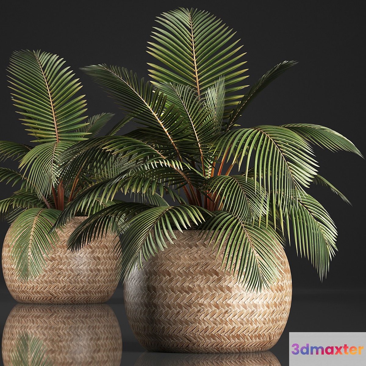 Plant Coconut palm 340. Small palm basket rattan indoor interior eco design natural decor