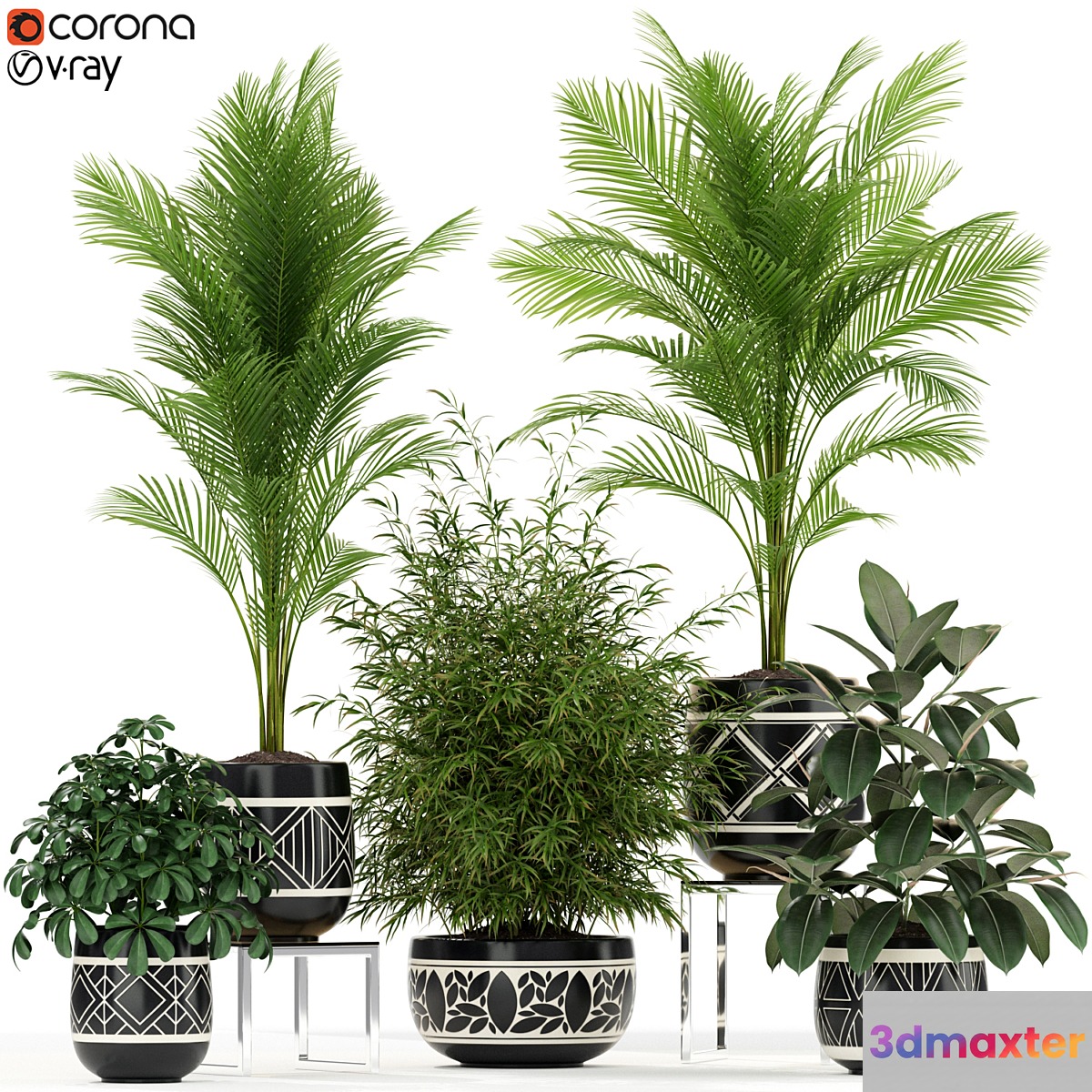 Plants collection 181 - No.2
