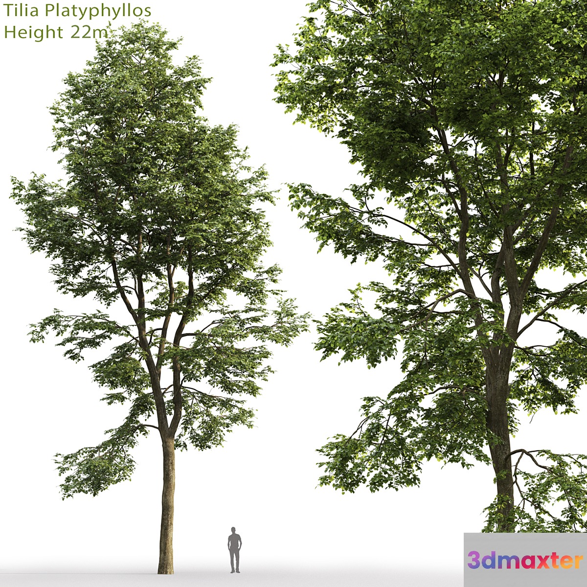 Tilia platyphyllos - No.15