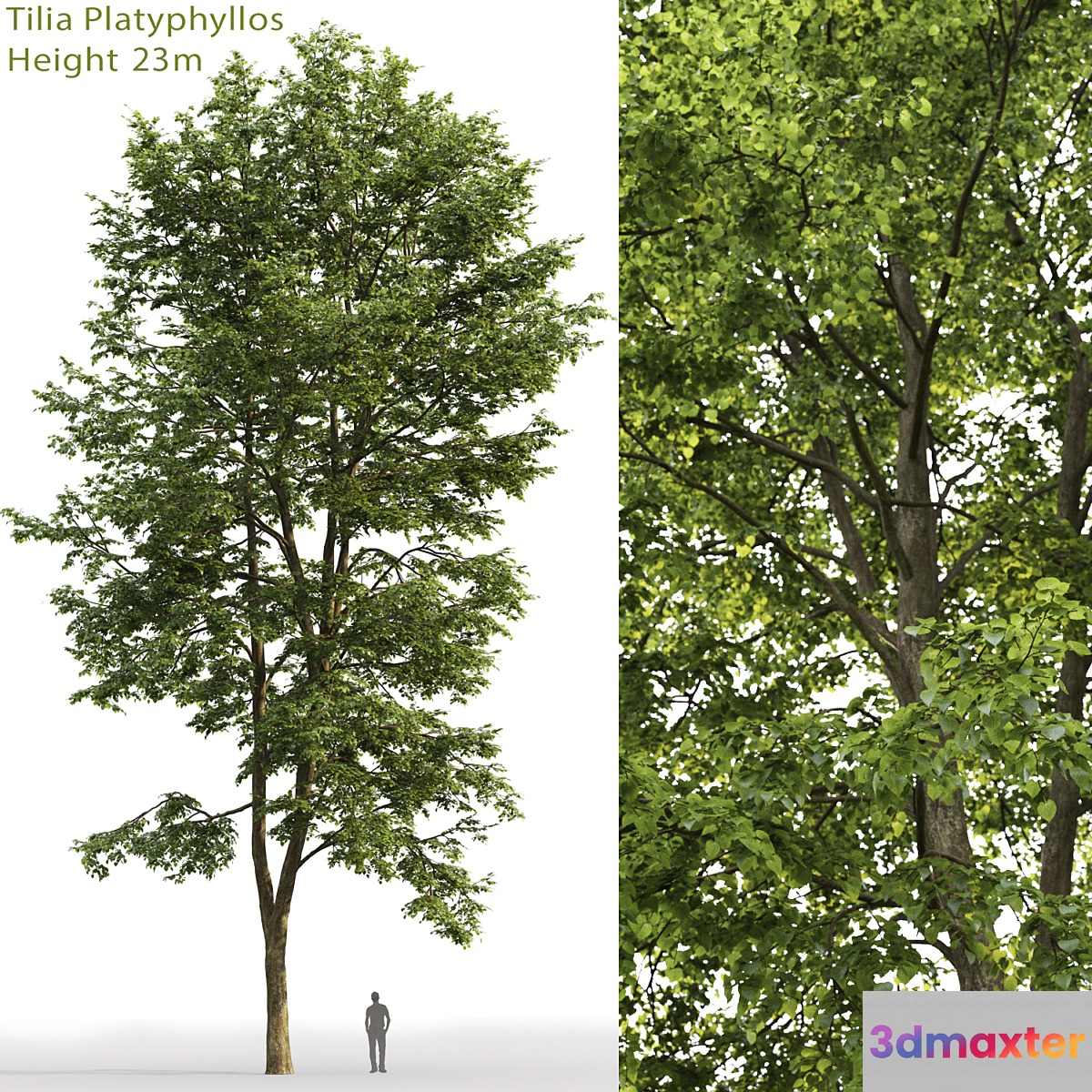 Tilia platyphyllos - No.20
