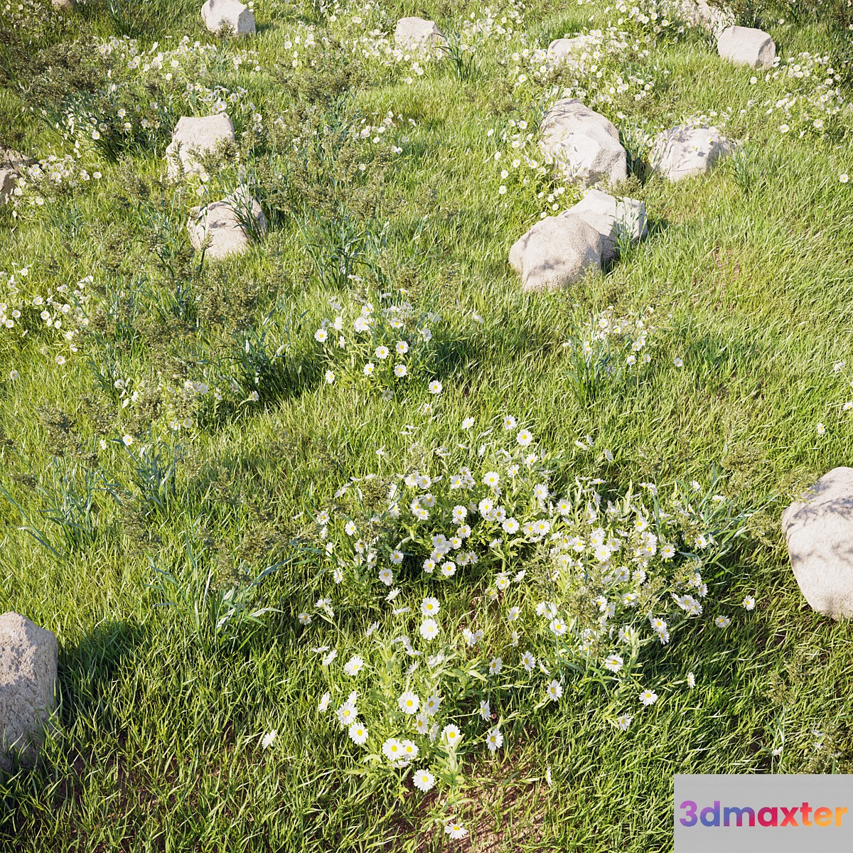 grass_for_landscaping_set02