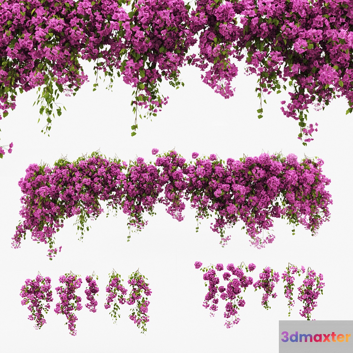 Bougainvillea climber - No.4