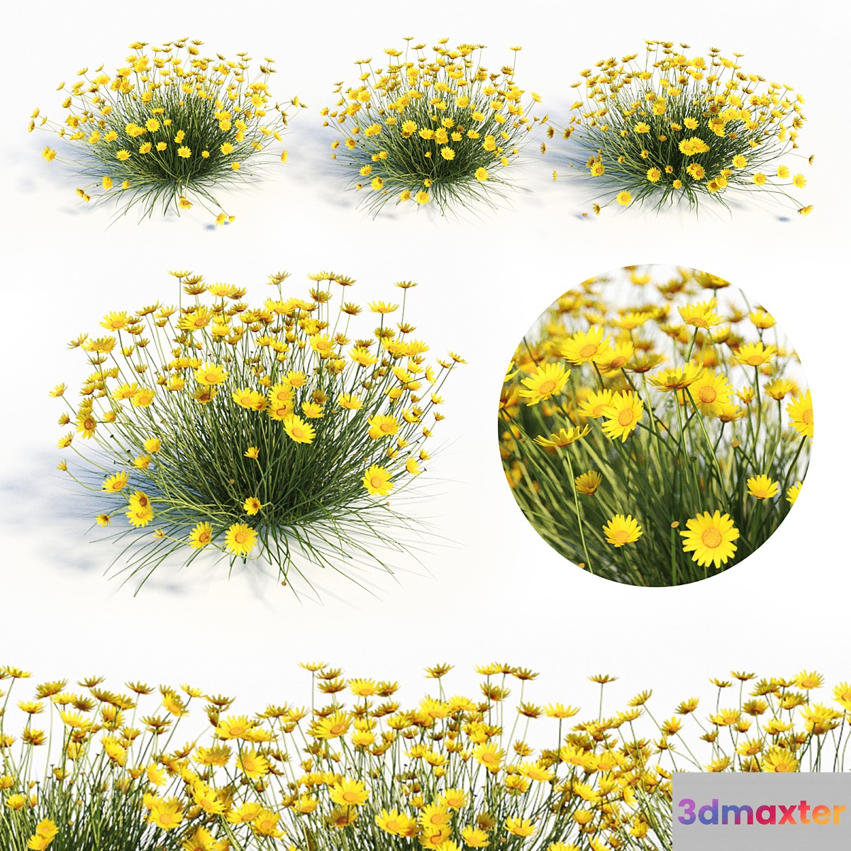 Tetraneuris Acaulis (Angelita Daisy)