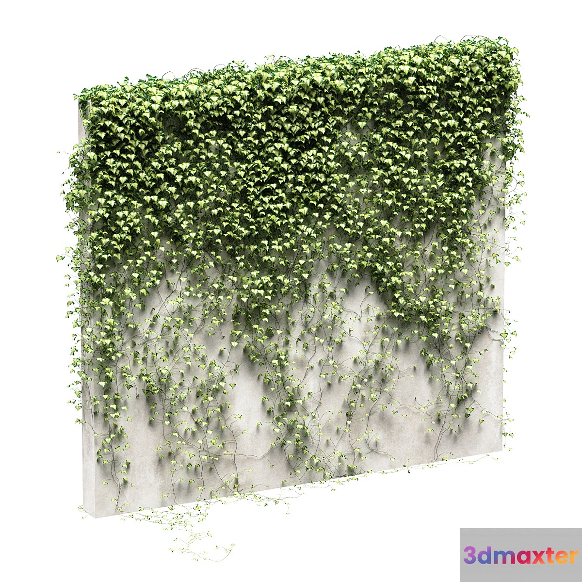 Ivy for the fence v3 - No.3