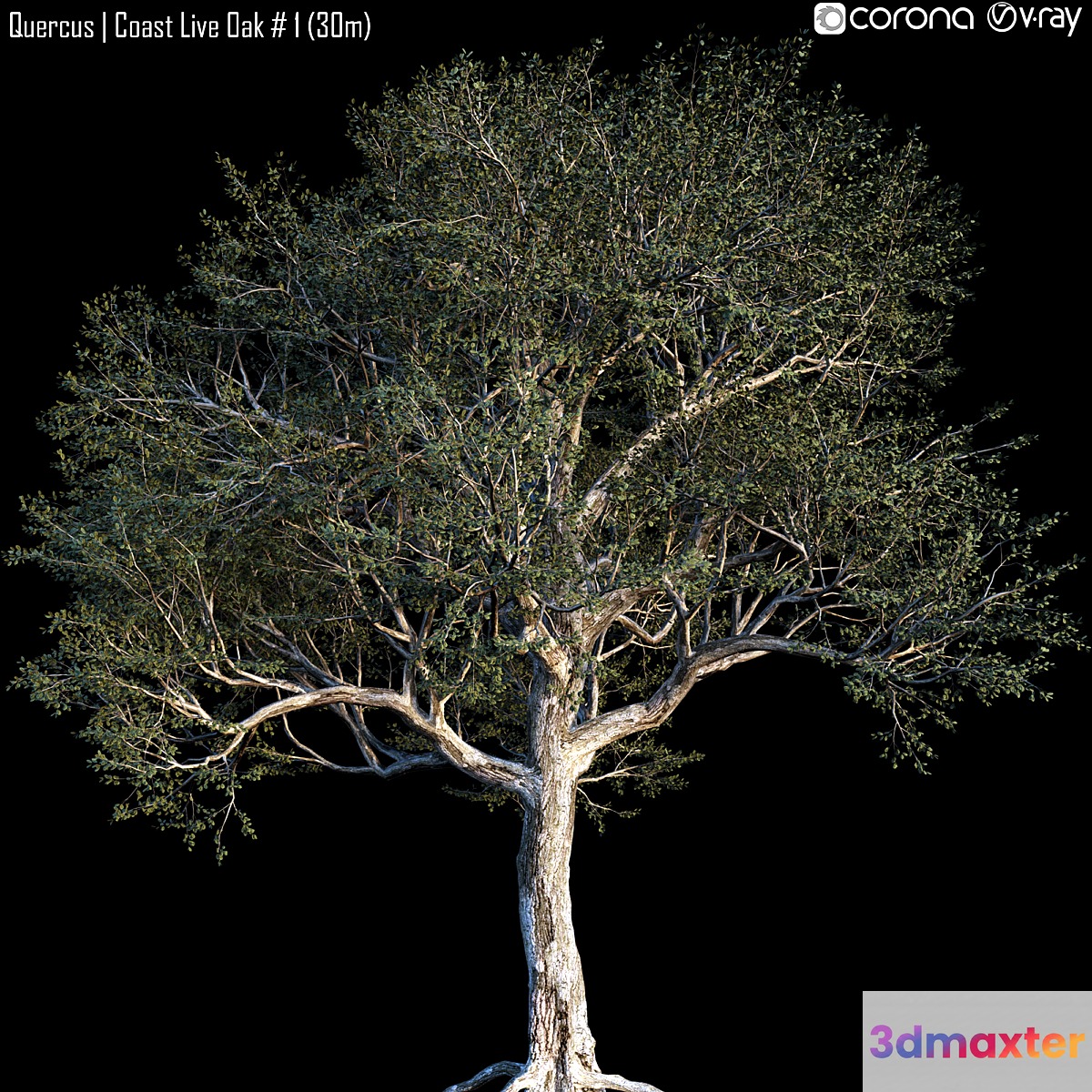 Quercus | Coast Live Oak # 1 (30m) - No.3