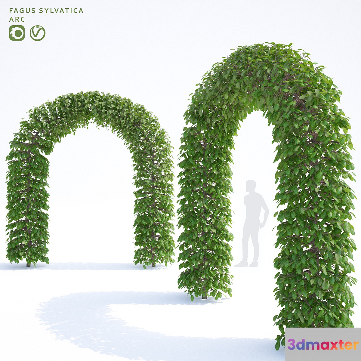 Beech european arch | Fagus sylvatica arc 3D Max