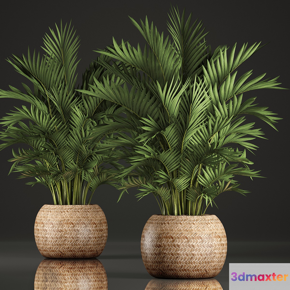 Collection of plants Howea 346. Hovea kentia basket rattan indoor palm tree eco design - No.3
