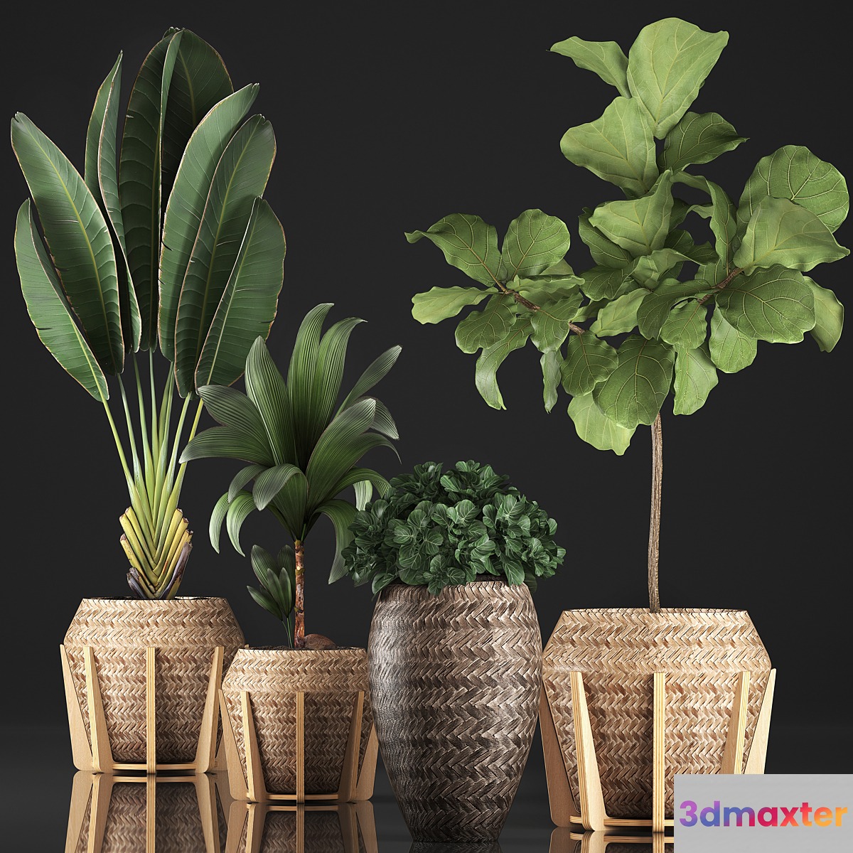 Plant collection 348. Ficus Lyrata basket rattan Ravenala banana nucifera coconut indoor plants eco design strelitzia