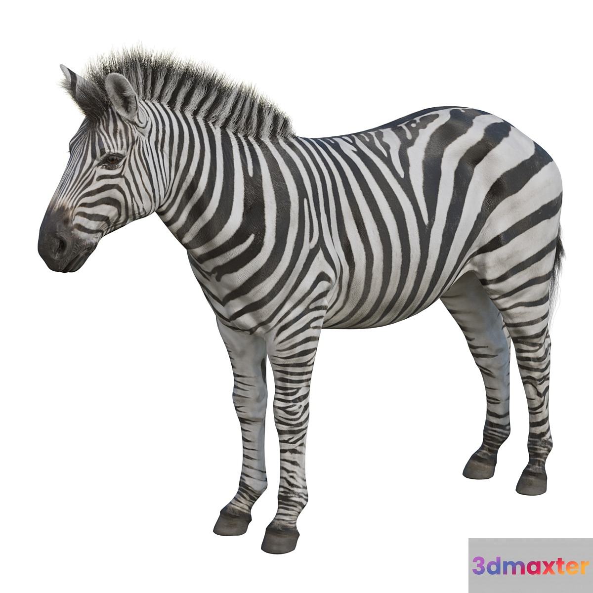 Zebra