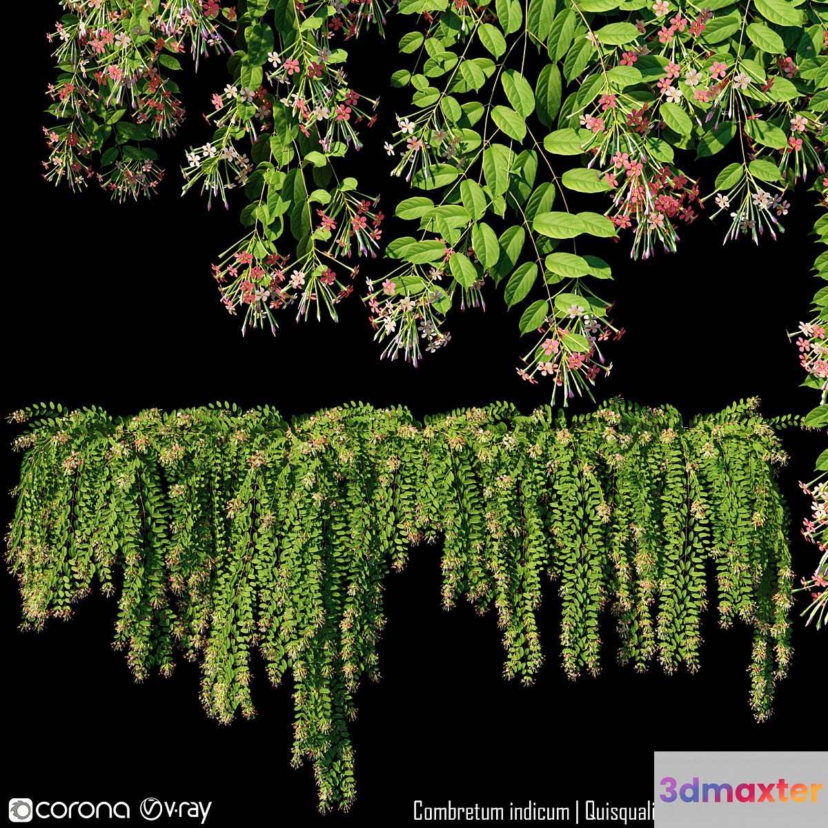 Combretum indicum | Quisqualis indica # 1 (5 Model)