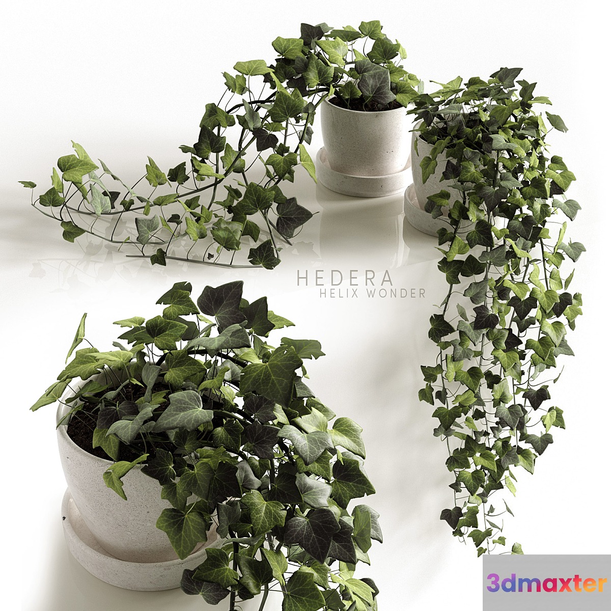 Hedera Helix wonder - No.3