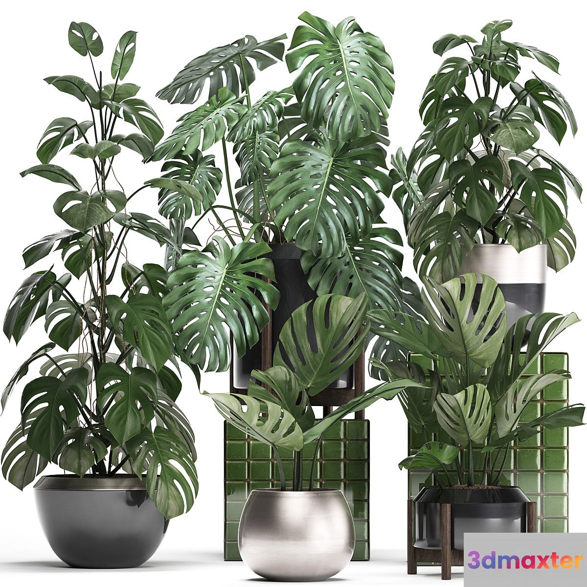 Plant collection 351. Monstera Set monstera pot flowerpot indoor plants luxury set eco design bushes thickets leaves - No.3