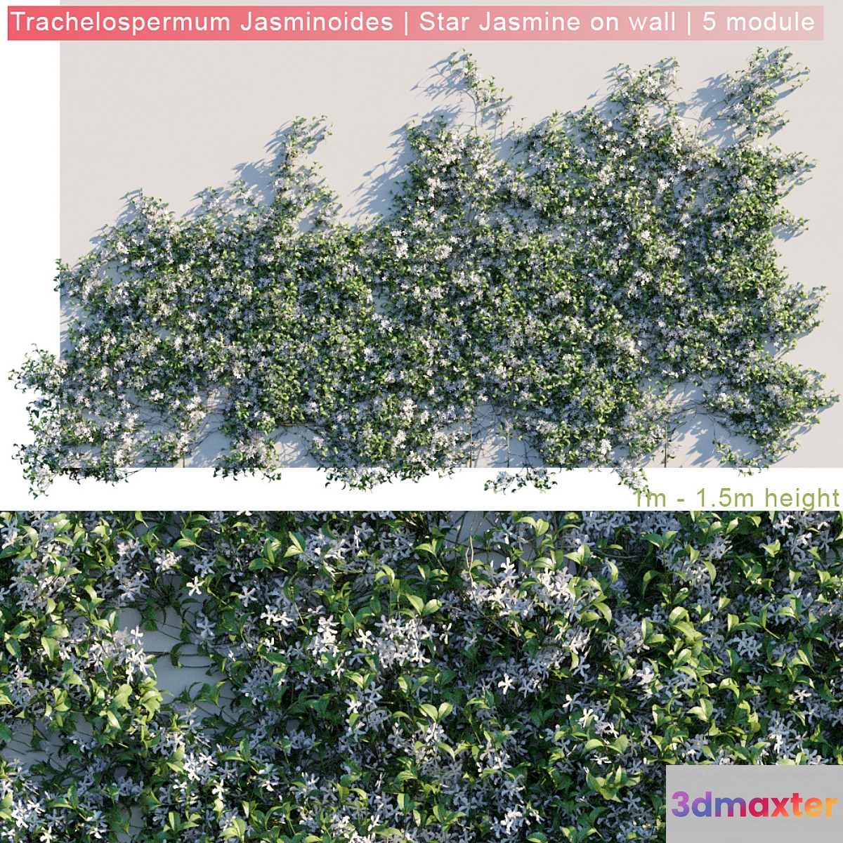 Trachelospermum Jasminoides | Star Jasmine on wall 3D Max