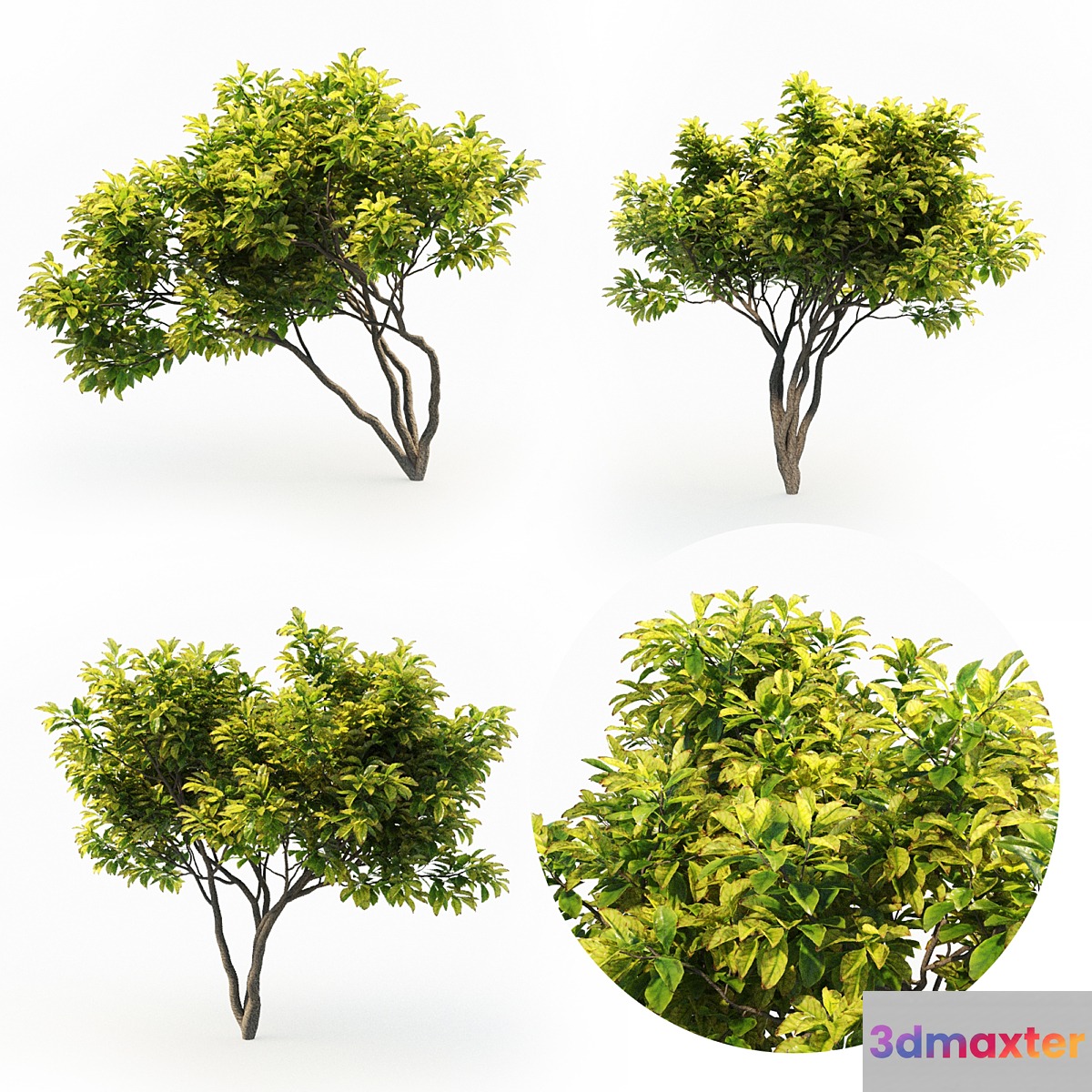 Magnolia (4m) 3 Tree Set 3D Max