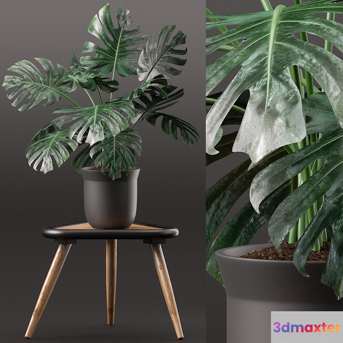 Plants 160 - No.3