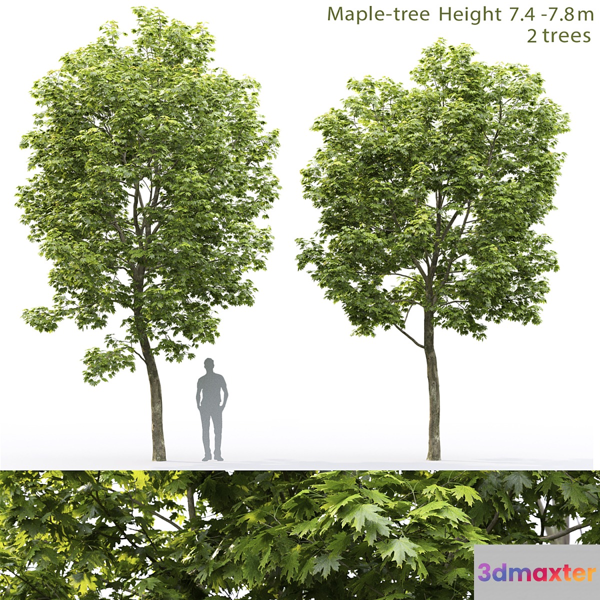 Maple - No.2