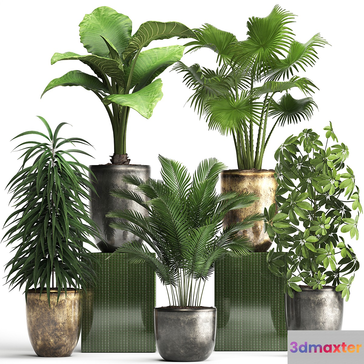 Plant collection 354. luxury pot flowerpot indoor plants fan palm alocasia Schefflera Ficus Alii luxury pot 3D Max