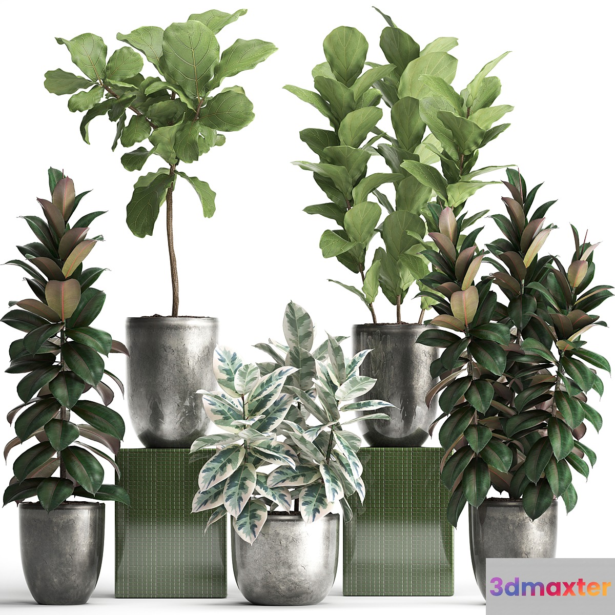 Plant collection 355. Ornamental trees Ficus Lyrata Ficus robusta indoor pot flowerpot luxury luxury decor ficus abidjan