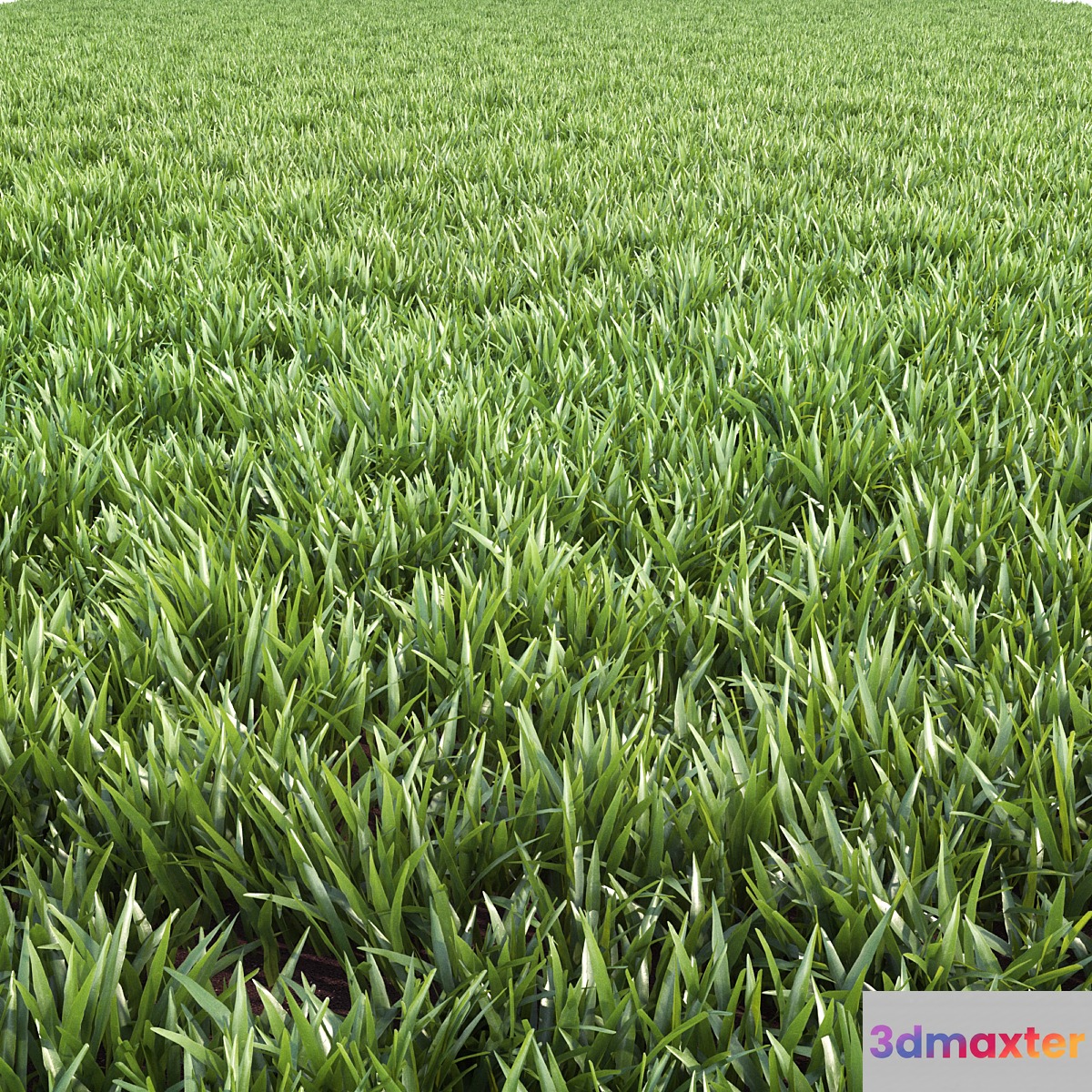 Arch_grass 02 3D Max
