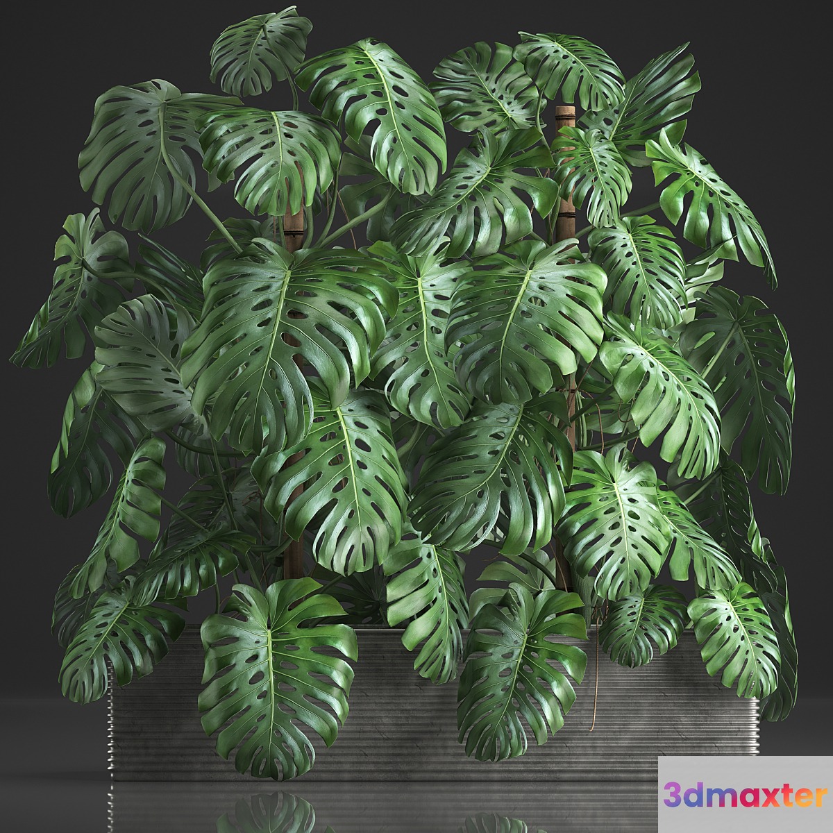 Plant collection 356. Monstera thickets bushes indoor plants pot flowerpot concrete phytowall phytomodule exotic 3D Max
