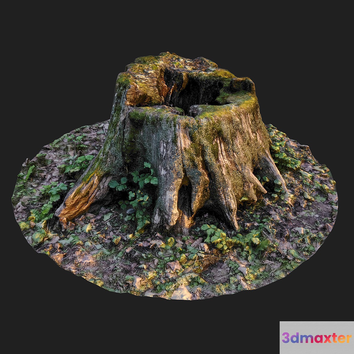 Stump 3D Max