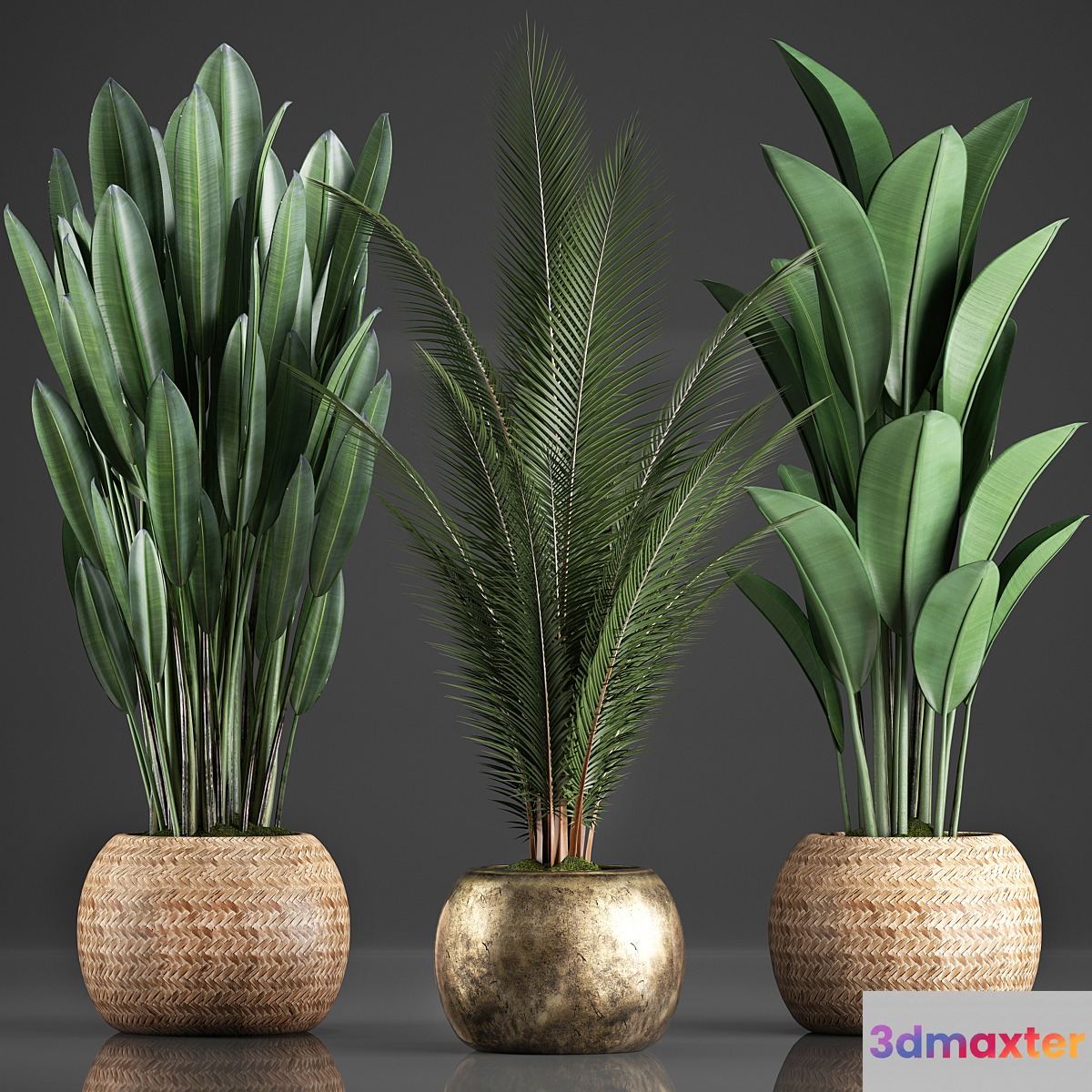 Collection of 360 plants. Banana coconut tree strelitzia basket rattan indoor plants strelitzia eco design