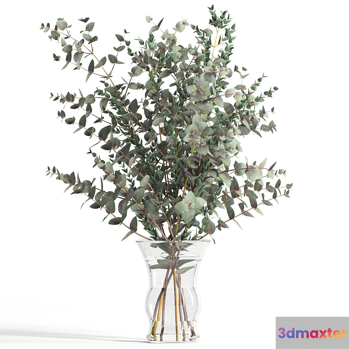 Bouquet of 2 types of eucalyptus