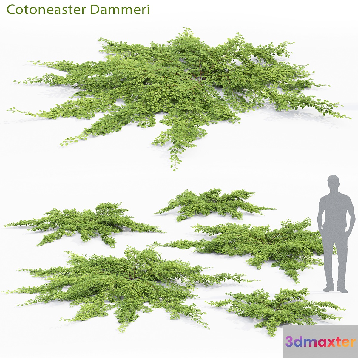 Cotoneaster Dammeri # 2 3D Max