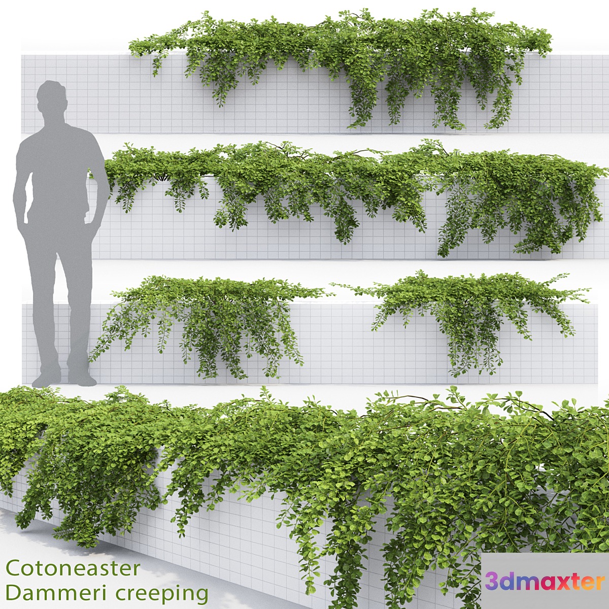Cotoneaster - No.7