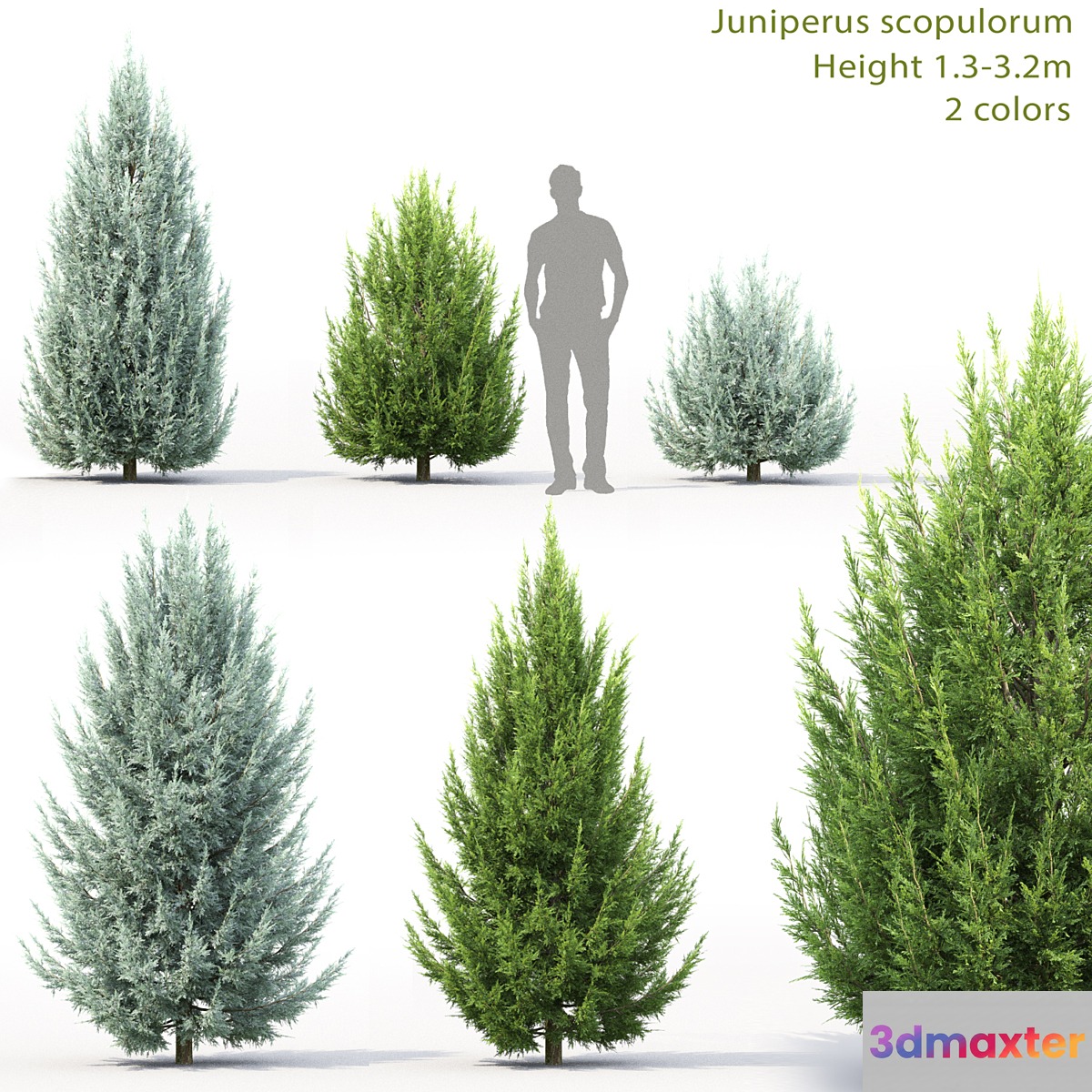 Juniperus scopulorum # 3