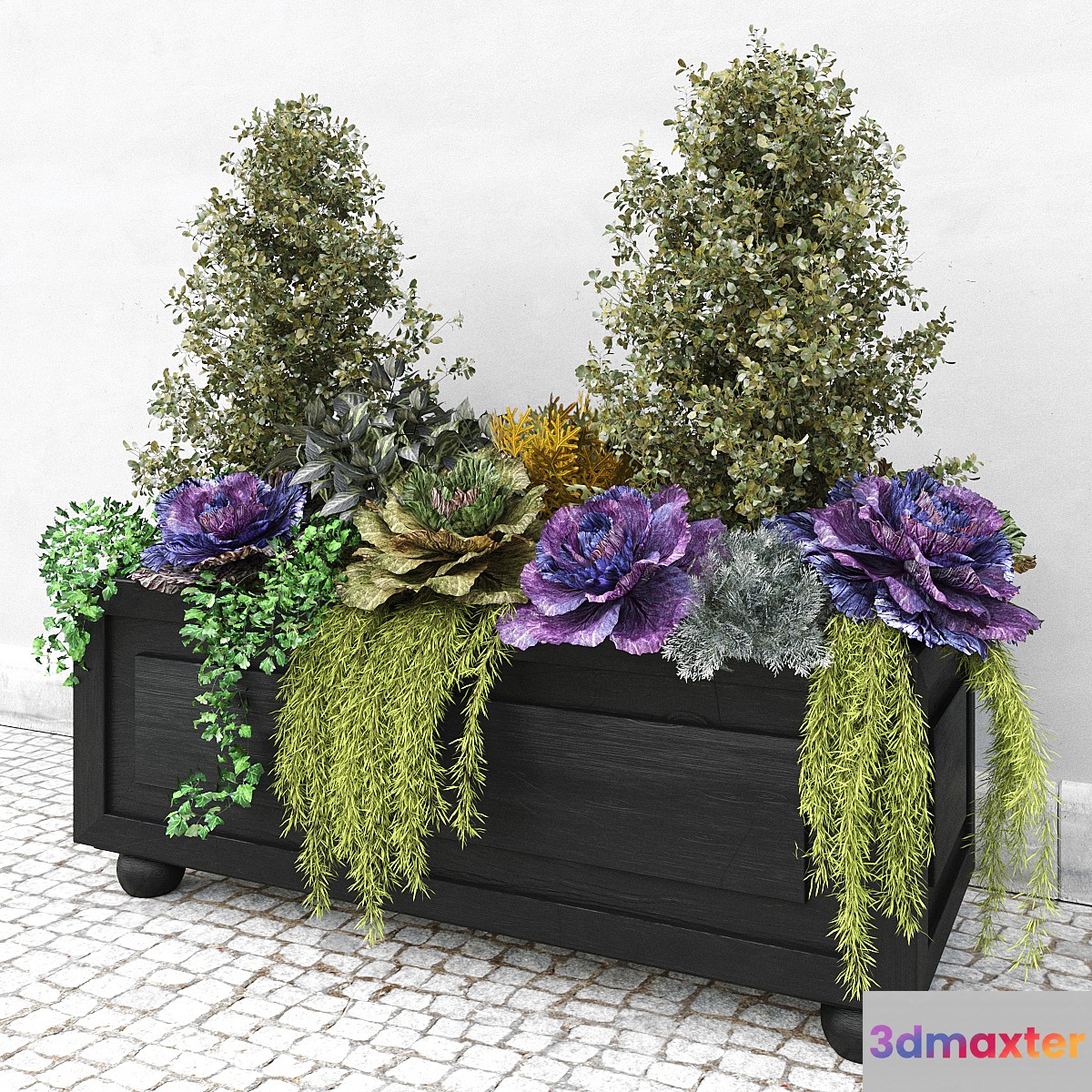 Brassica oleracea (Ornamental Cabbage) 3D Max