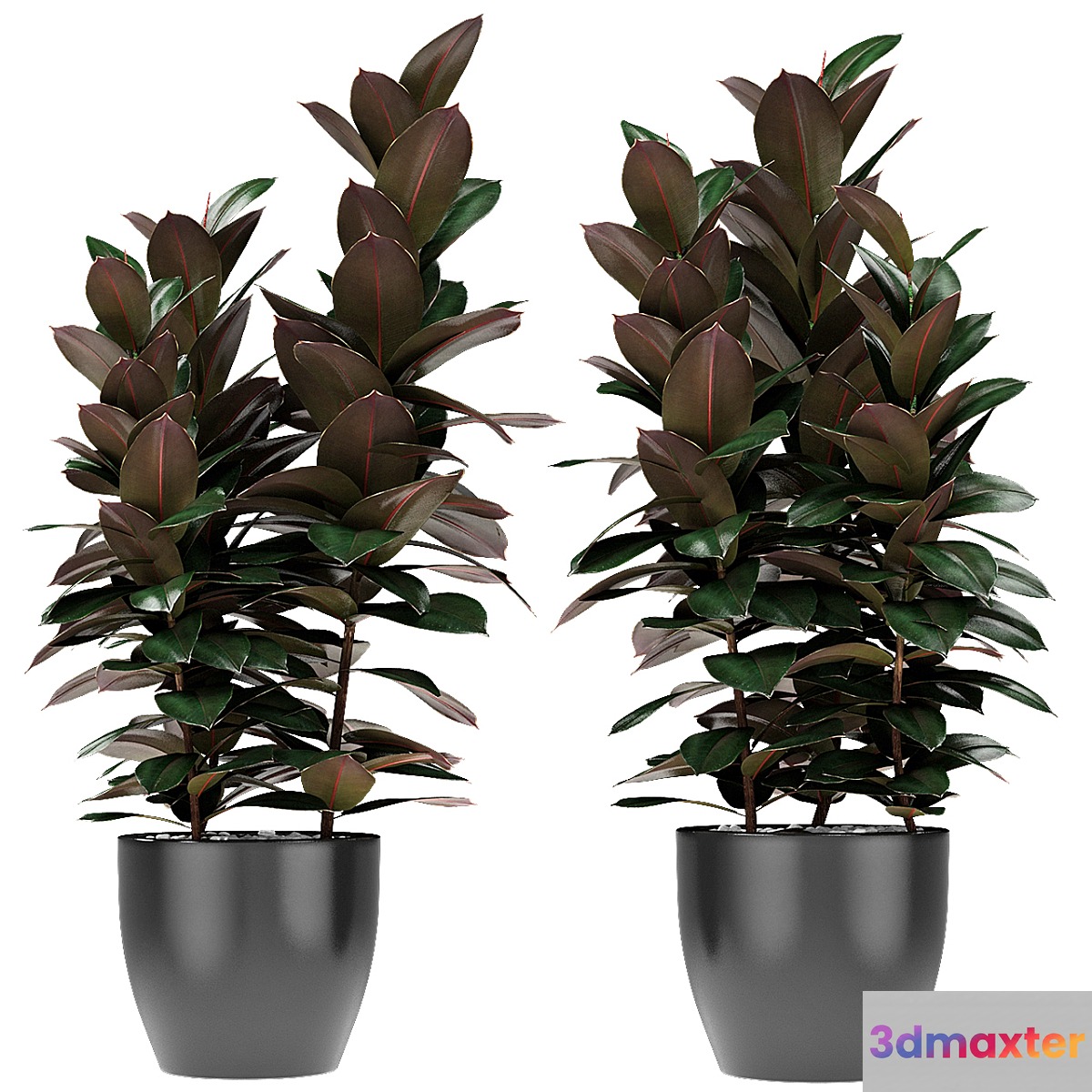 Plant in Pot Flowerpot Exotic Plant 3D Max
