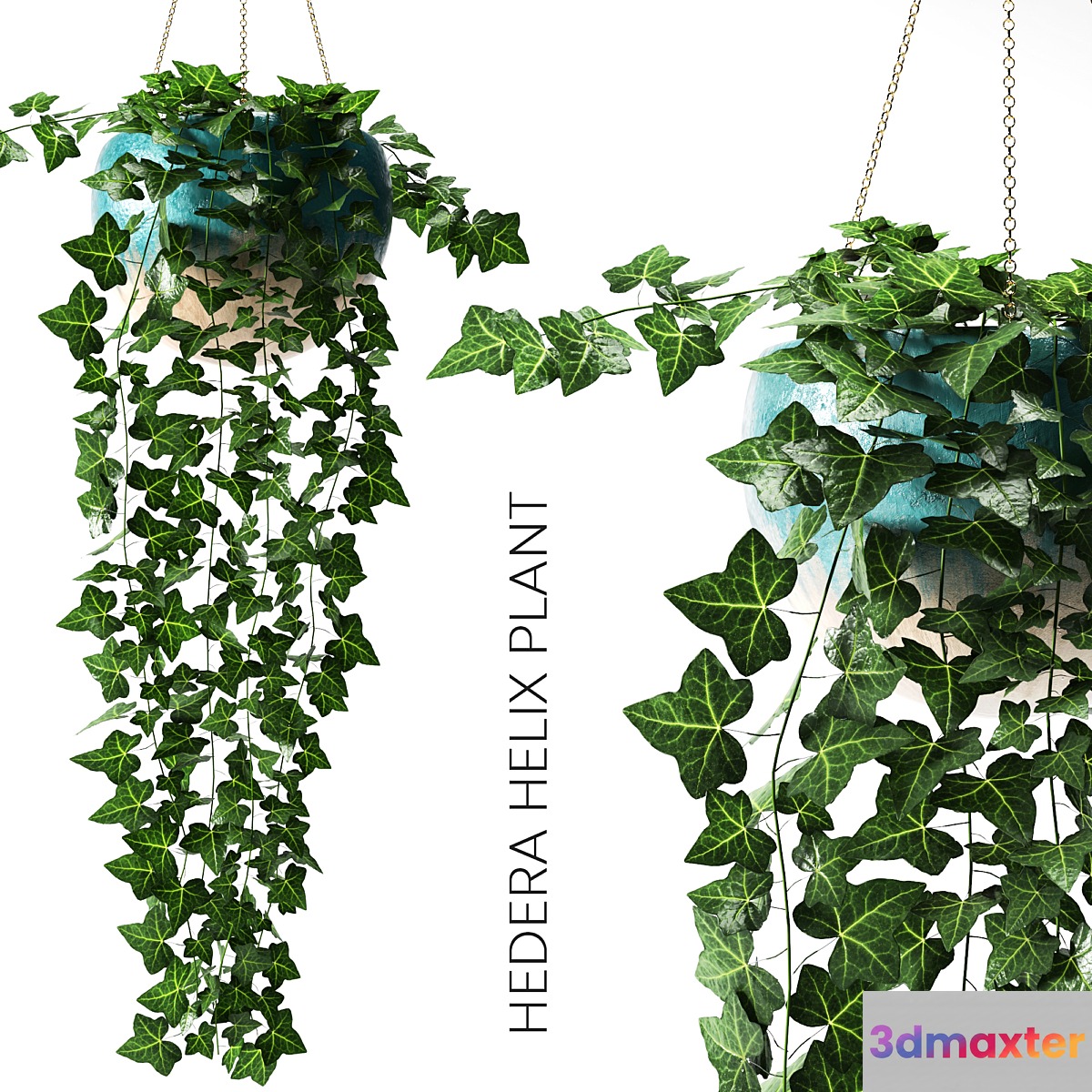 hedera helix plant - No.3