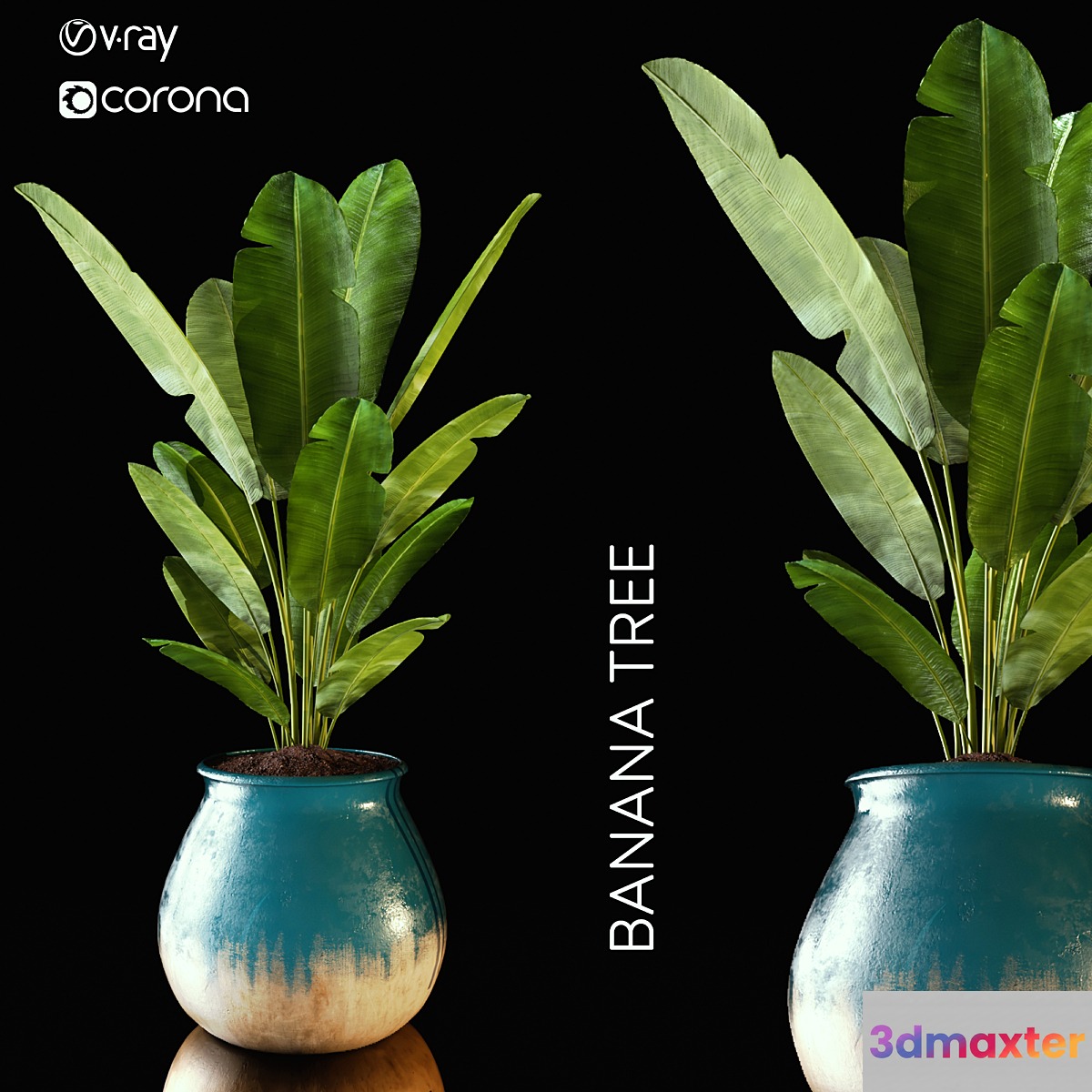 banana tree 3D Max