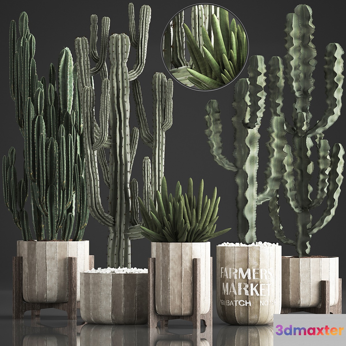 Plant Collection 374. Cactus concrete flowerpot cereus spurge carnegia indoor cactus desert plants concrete pot