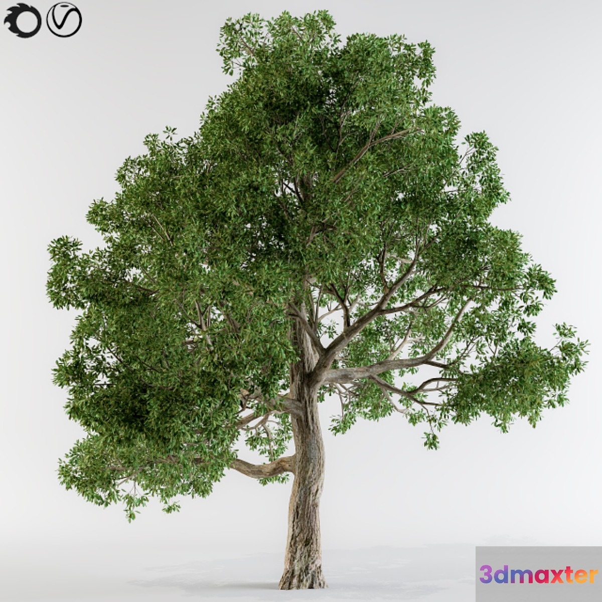 Broadleaf tree - No.2