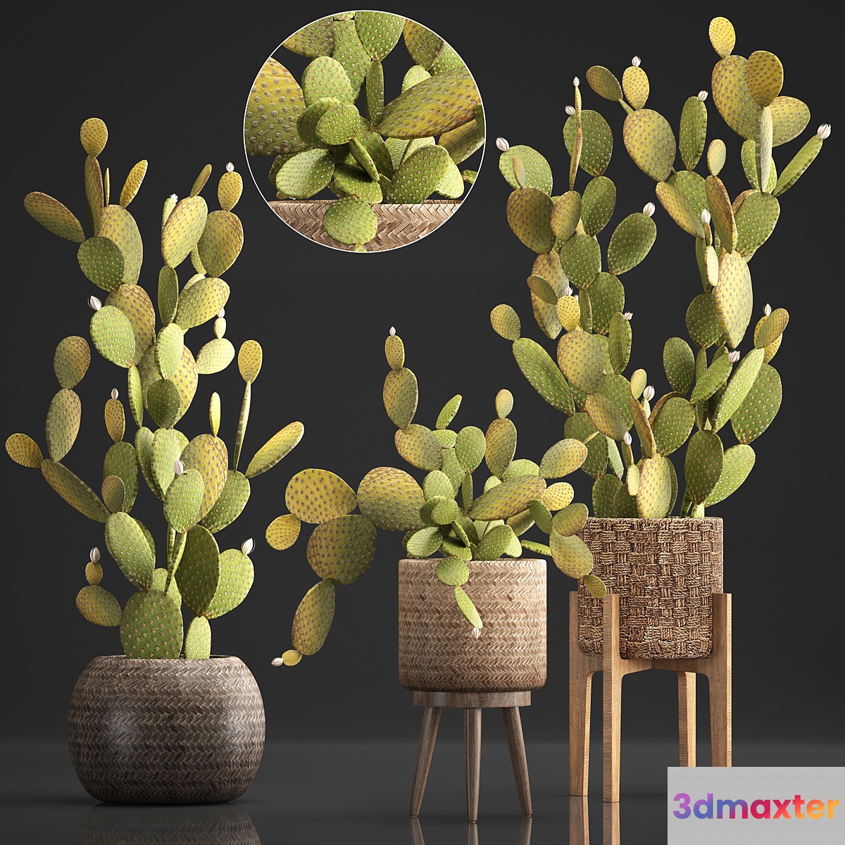 Plant Collection 375. Cactus set. cacti basket rattan prickly pear indoor cactus Prickly pear eco style design natural materials