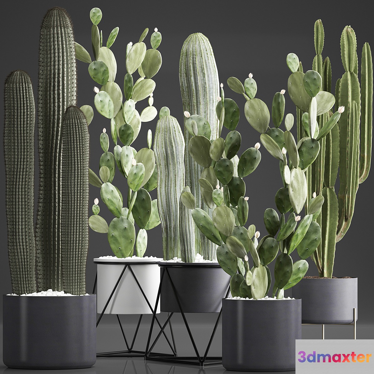 Plant Collection 376. Cactus set. Black pot flowerpot cactus Opuntia Carnegia spurge cireus Prickly pear indoor cacti interior desert plants 3D Max