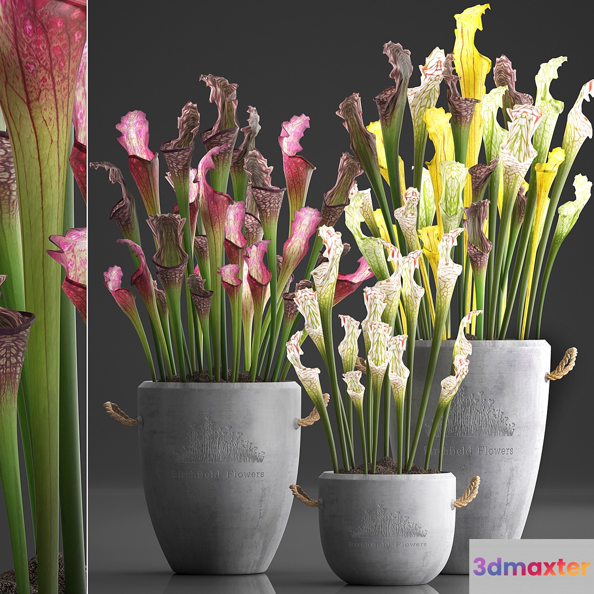 Plant Collection 377.Sarracenia concrete pot flowerpot exotic flowers indoor plants 3D Max