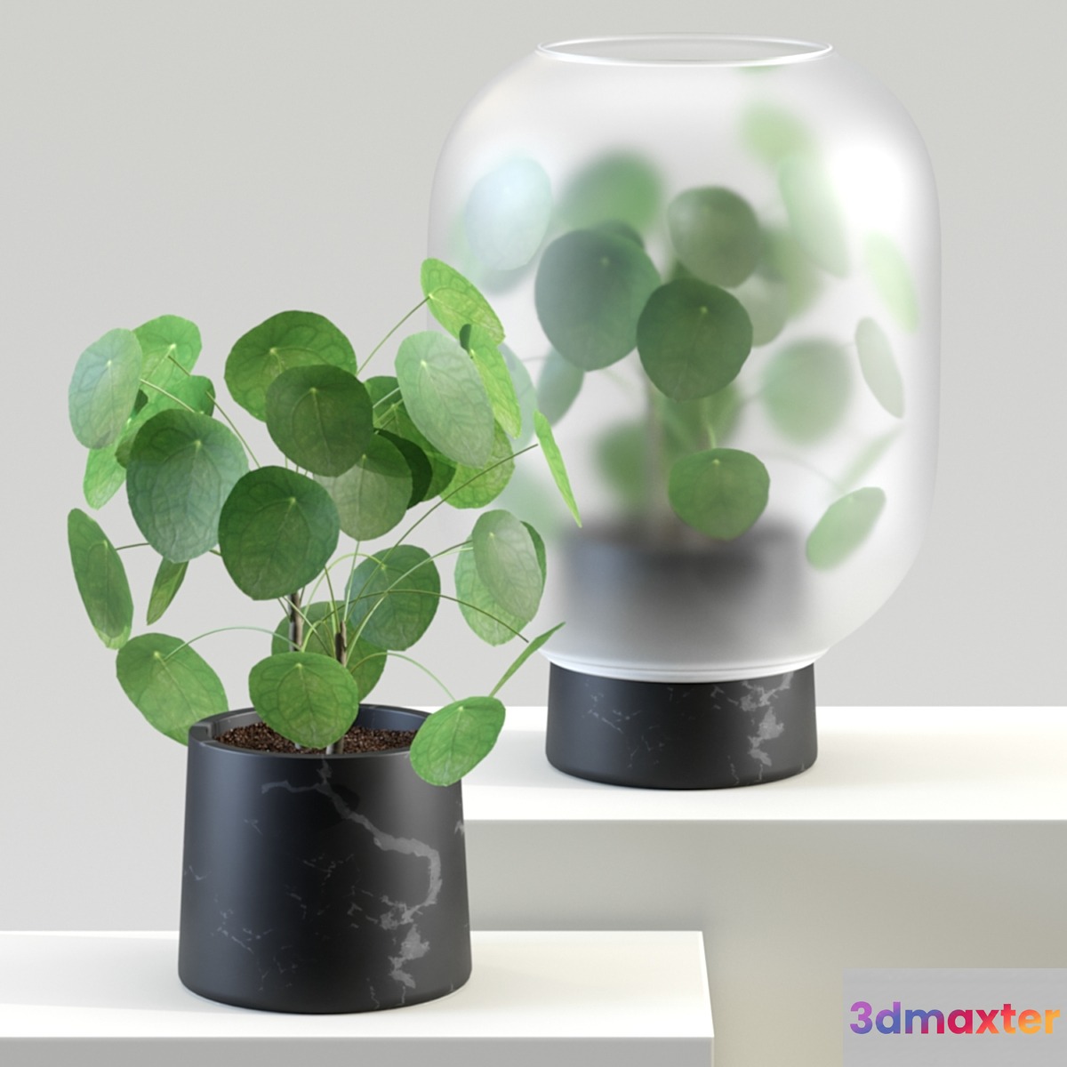 Nebl | Chinese golden tree | Pilea peperomioides