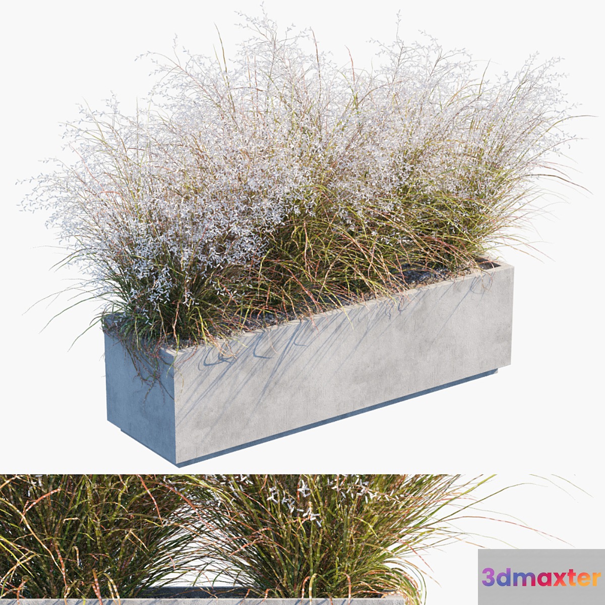 Plant in pots # 24: Miscanthus flowering - No.2