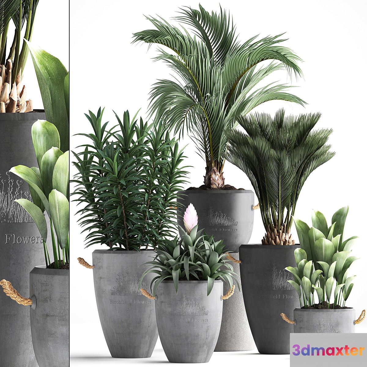 Plant Collection 379. Concrete pot ornamental palm tree bromeliad date palm oleander indoor plants outdoor bushes interior exotic