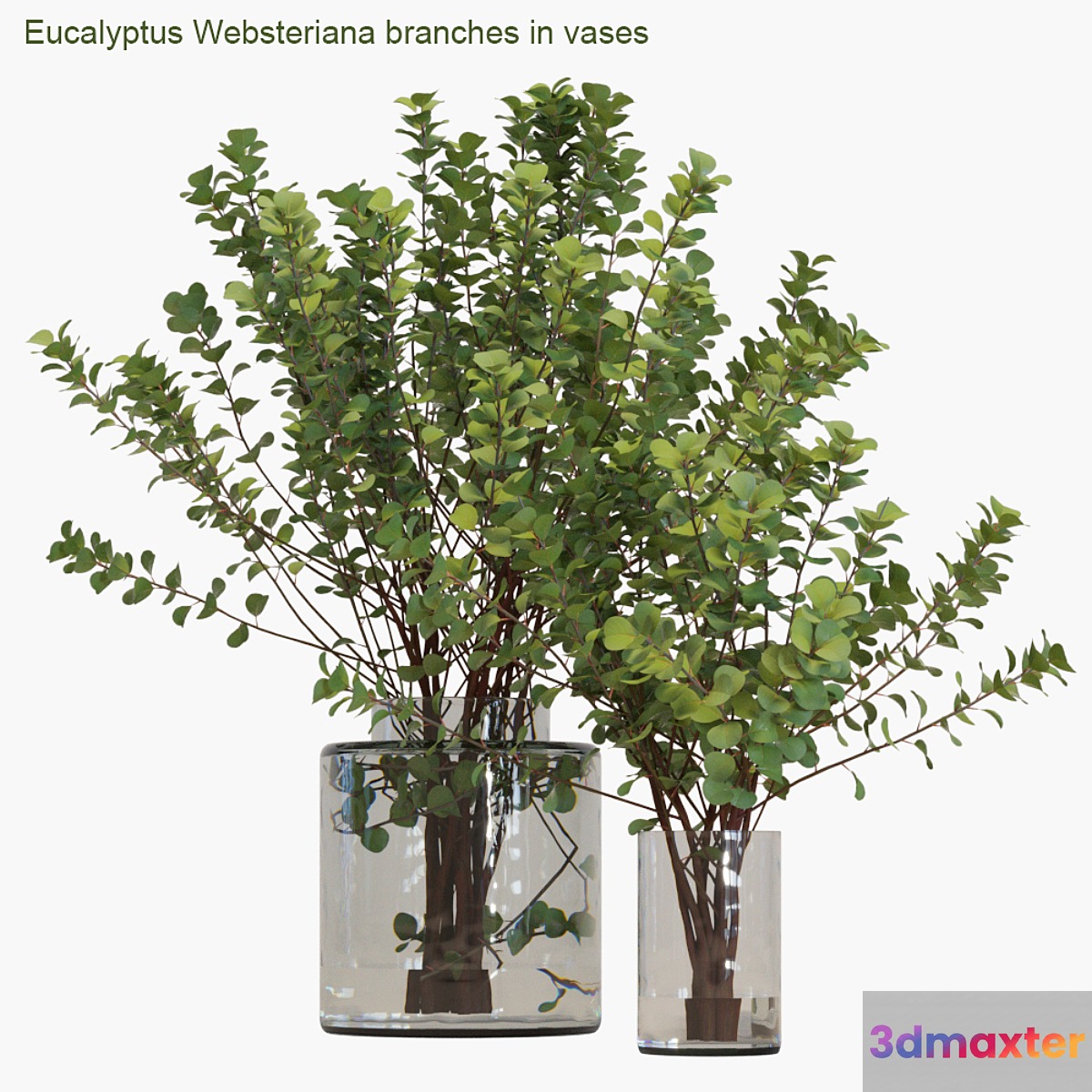 Eucalyptus Websteriana branches in vases # 2 - No.2