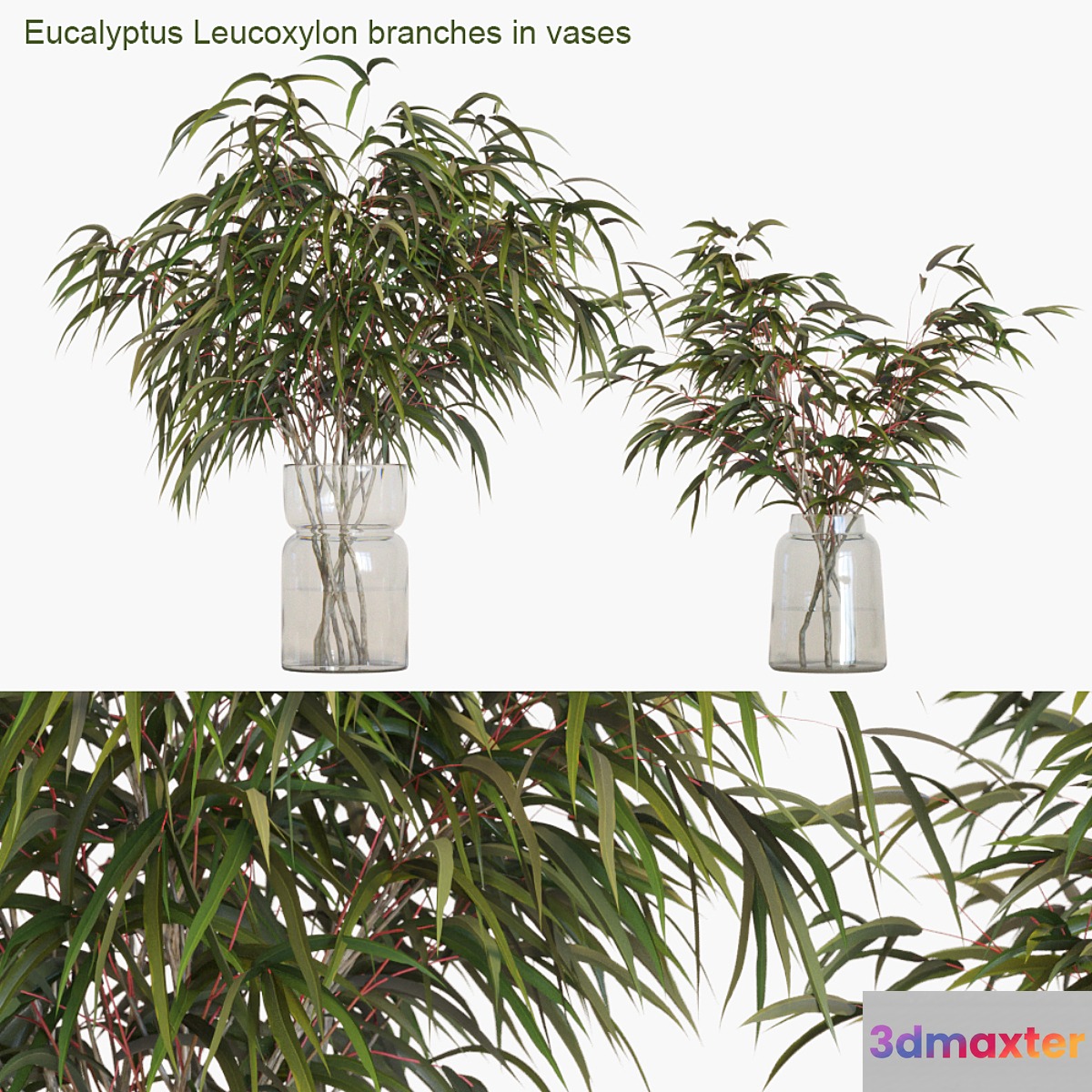 Eucalyptus Leucoxylon branches in vases