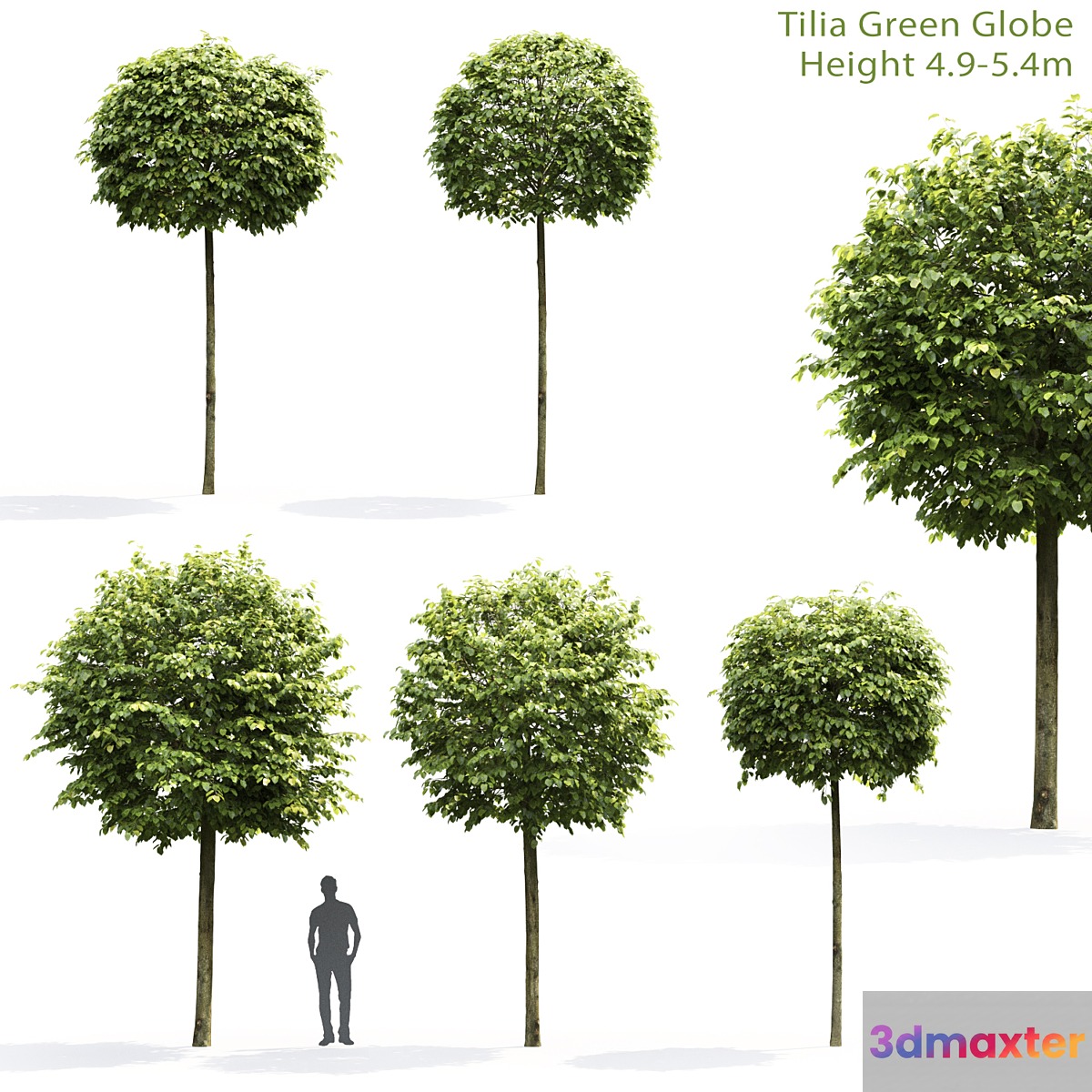 Tilia Green Globe