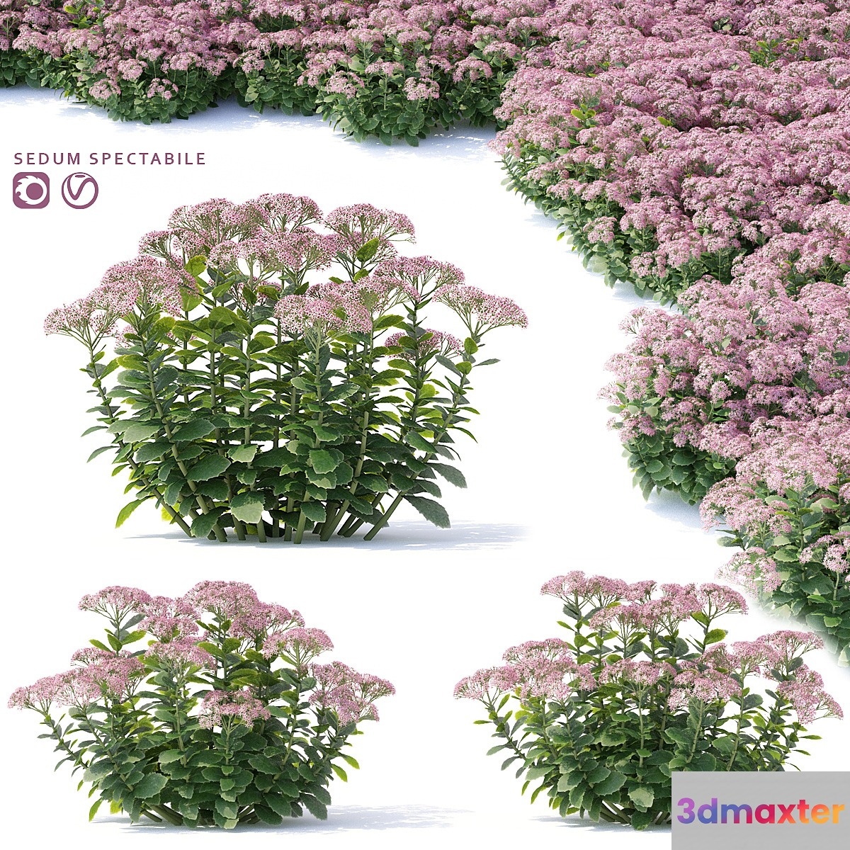Sedum prominent Flowers | Sedum spectabile