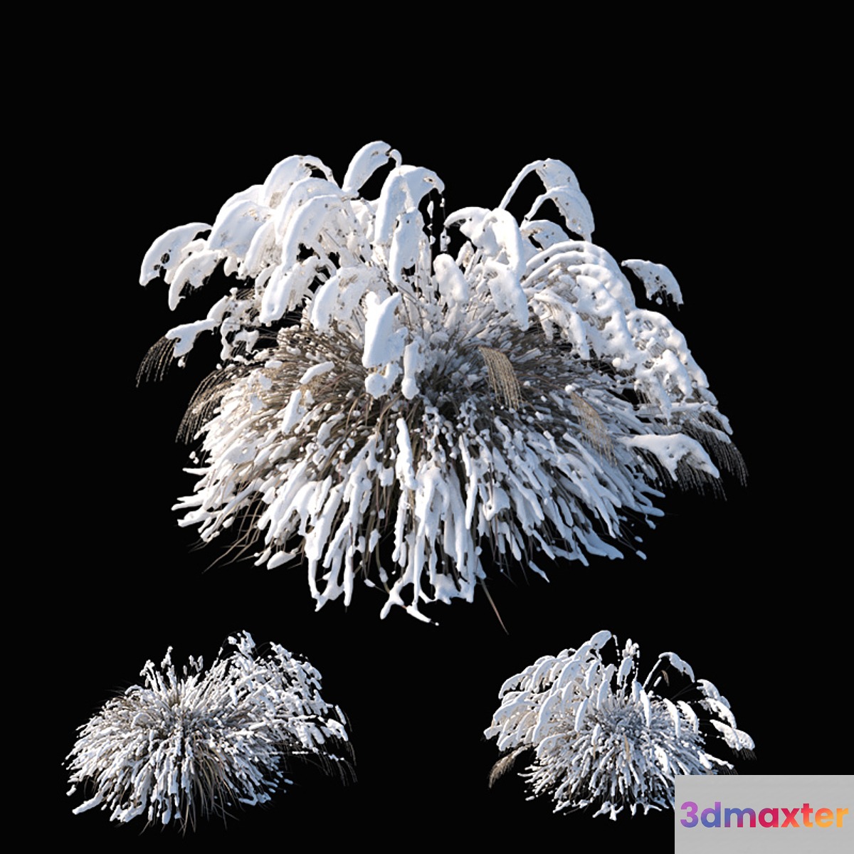Miscanthus sinensis winter model
