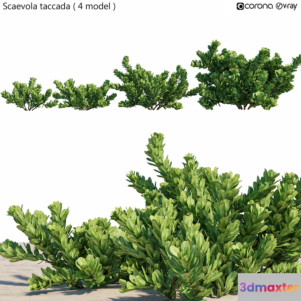Scaevola taccada - No.2